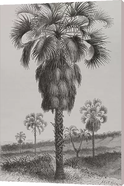 Africa. The Congo. Palm (Hyphaene guineensis)