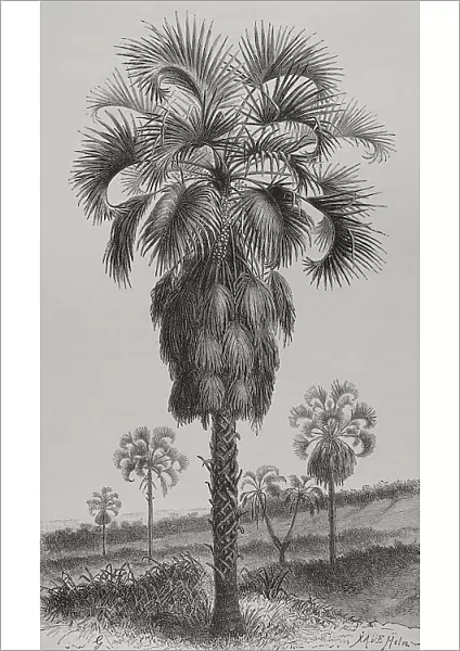 Africa. The Congo. Palm (Hyphaene guineensis)