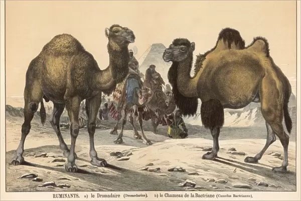 Two types of camel