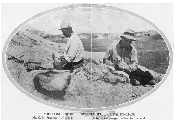 Fossils  /  Palaeontologists