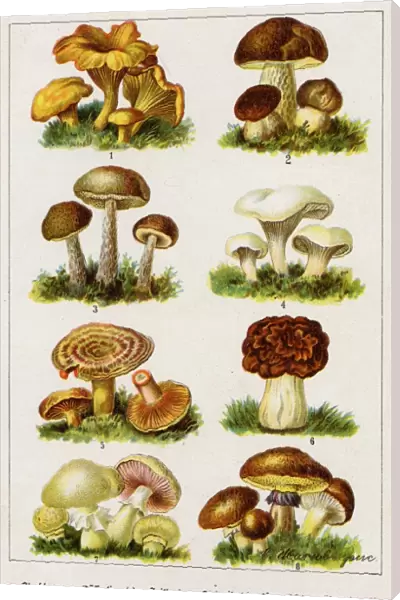 Mushrooms German Book