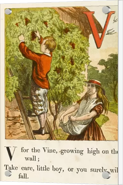Alphabet  /  V for Vine