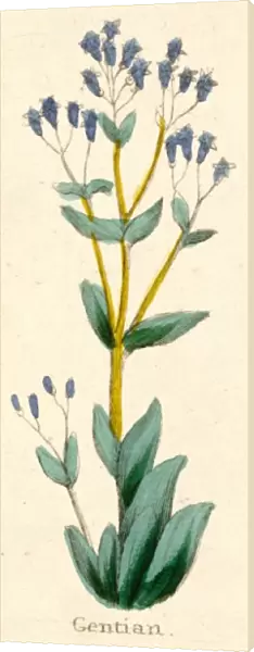 Plants  /  Gentiana Lutea