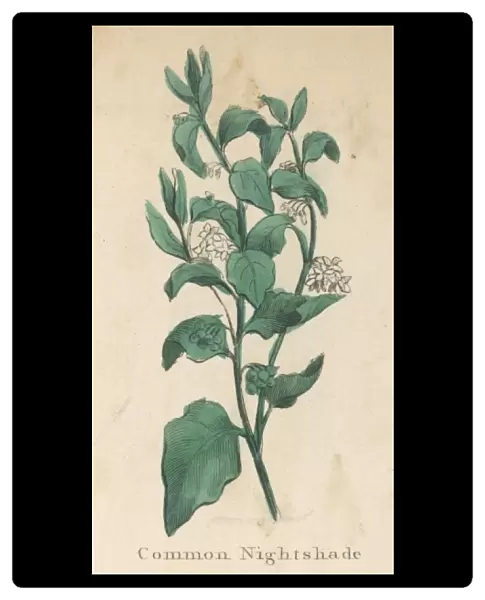 Plants  /  Solanum Nigrum