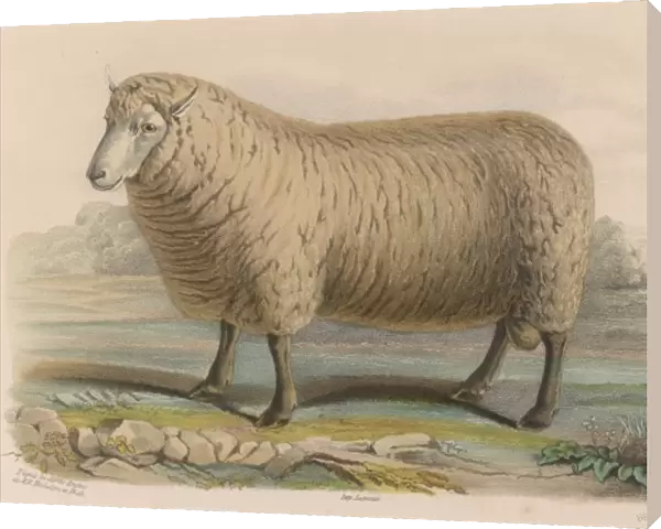 Southdown Sheep