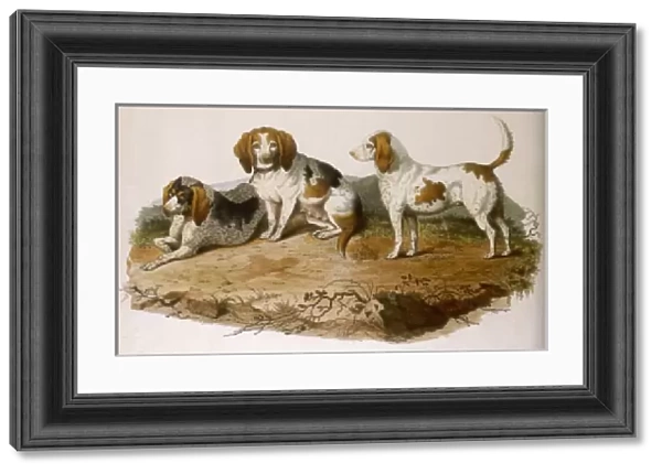 Early Type Beagle Dogs