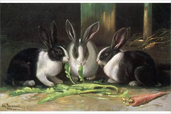Dutch Rabbits 1905
