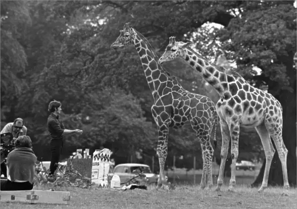 Giraffes  /  Filming  /  1970S