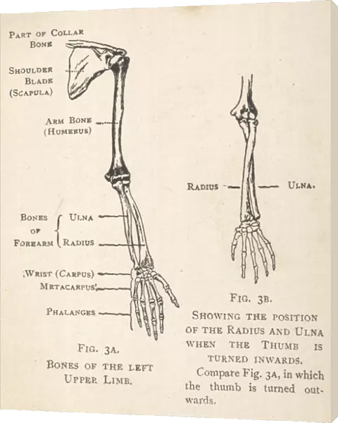 Diagrams of the bones of hand and arm