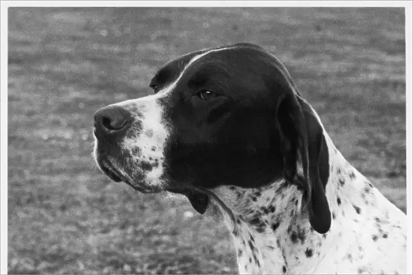 Fall  /  Crufts  /  1958  /  Pointer