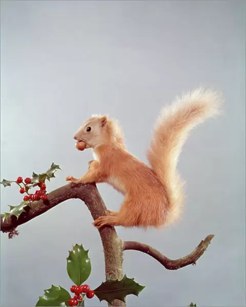 Festive Nutty Squirrel