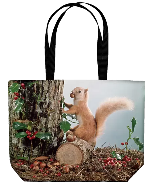 Festive Nutty Squirrel 3