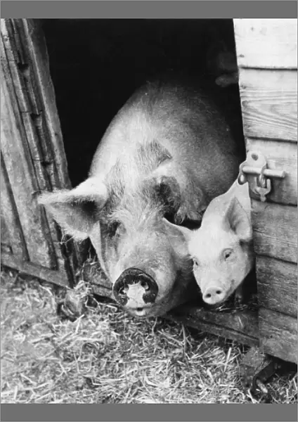 Sow and Piglet
