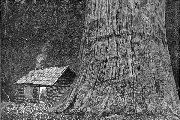 Californian redwood tree, 1888