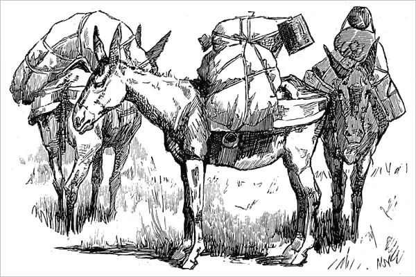 US Cavalry Pack Mules; Arizona, 1887