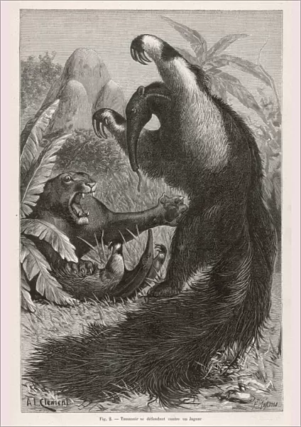 Ant-Eater  /  A. L. Clement