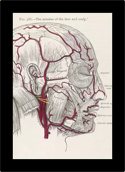 Arteries in Head  /  1897