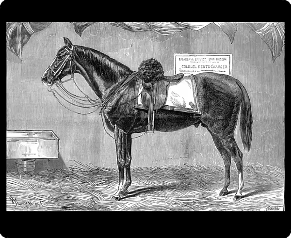Colonel Kents Horse, 1875