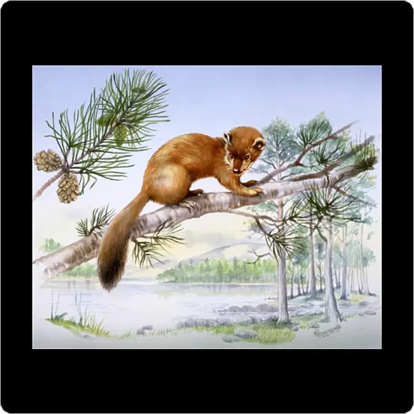 Weasel in a fir tree