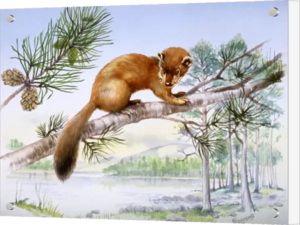 Weasel in a fir tree