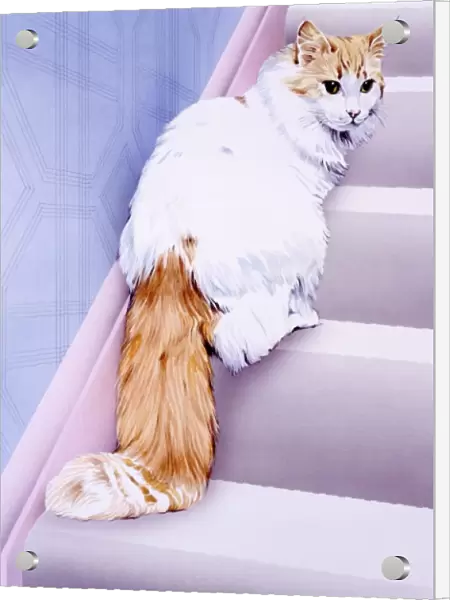 White cat with ginger tail  /  face on stairs