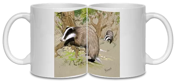 Two Badgers in a wood
