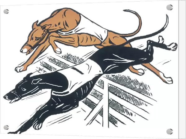 Greyhounds over hurdles