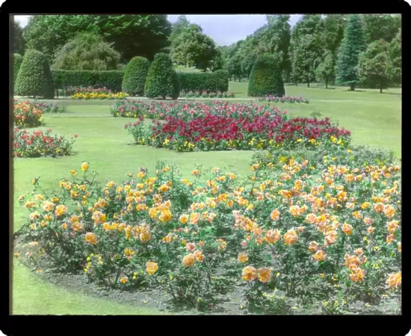 Rose garden at Kew Gardens