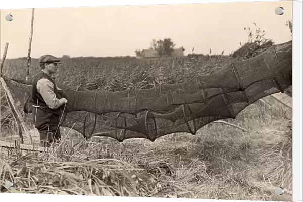 Eel traps, Norfolk, 1930s