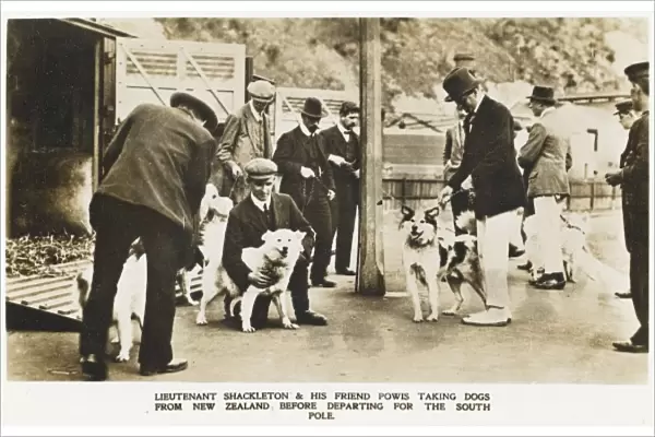 Shackleton selects dogs in New Zealand