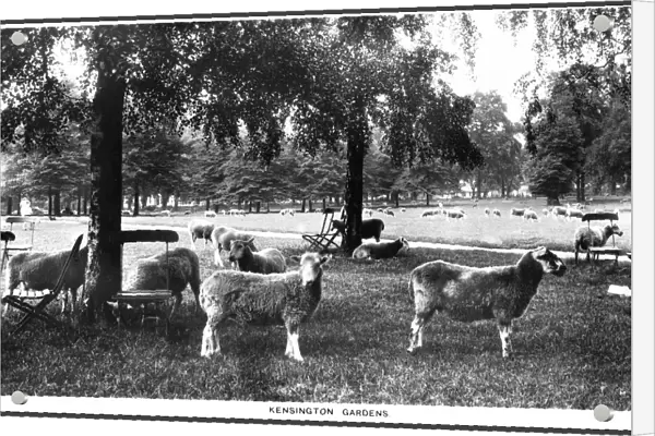 Sheep graze in Kensington Gardens