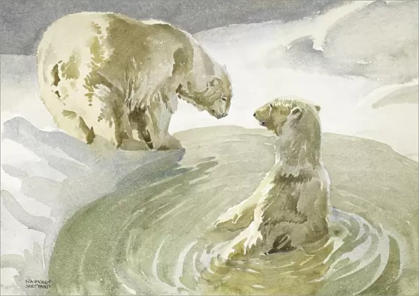 Polar Bears by (and in) an Arctic pool