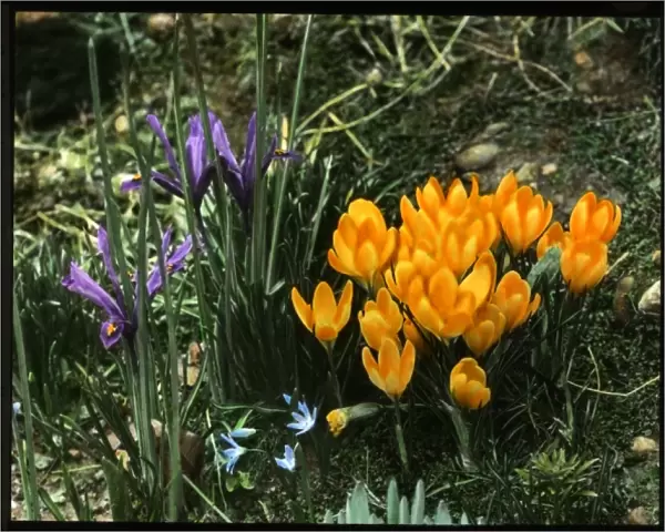 Iris Reticulata and Crocus Chrysanthus
