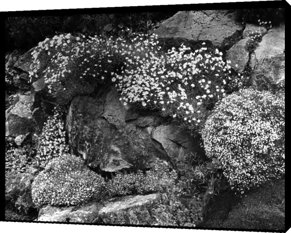 Dianthus on an outcrop