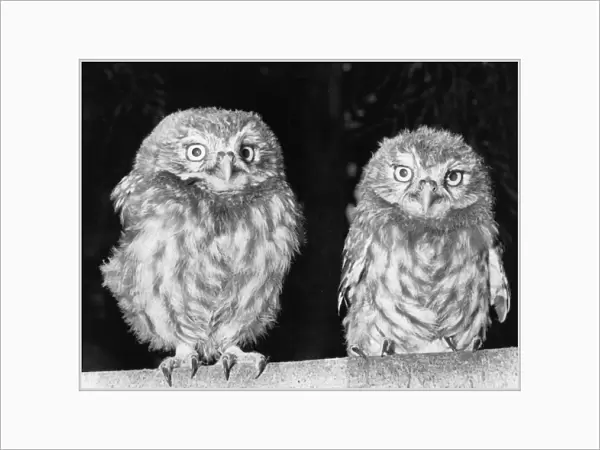 A pair of young Little Owls