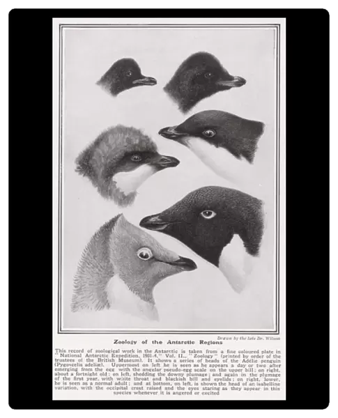 Zoology of the Antarctic Regions drawn by Dr. Wilson
