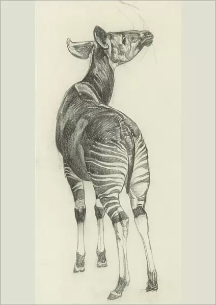 Okapi (Okapia johnstoni) - a giraffid artiodactyl mammal native to the Ituri Rainforest