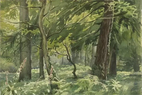 New Forest near Brockenhurst