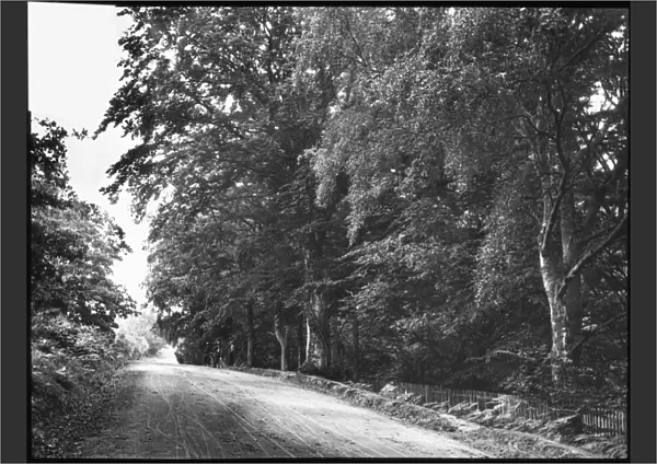 Country road lined with trees