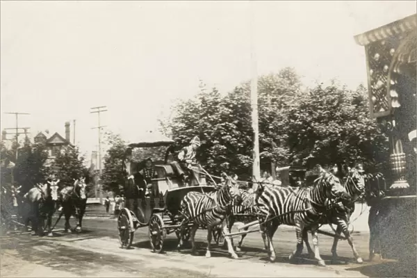 Circus zebras pulling a wagon in a street in America