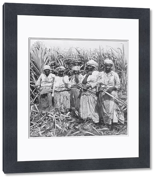 Cutting sugar cane, Montego, Jamaica