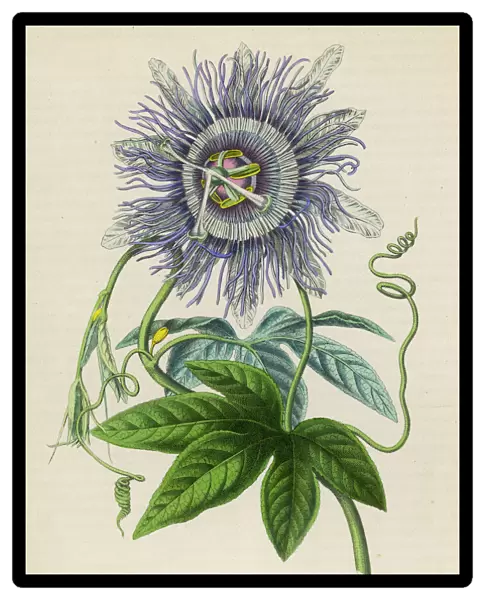 Passiflora -- Passion Flower