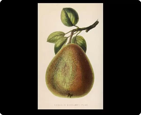 Fruit  /  Pear Bergamot