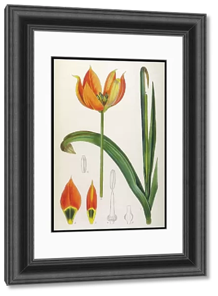 Plants  /  Tulipa Whittallii