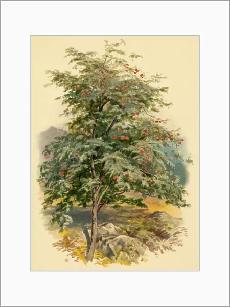 Mountain Ash Tree