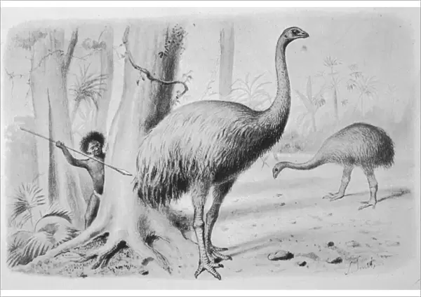 Dinornis Giganteus