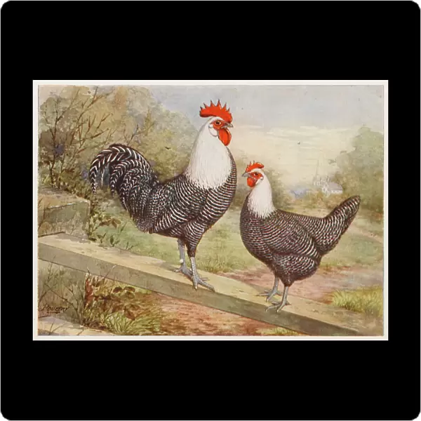 Campine Cock and Hen