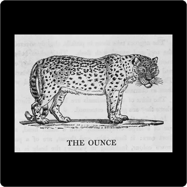 Ounce (Bewick)