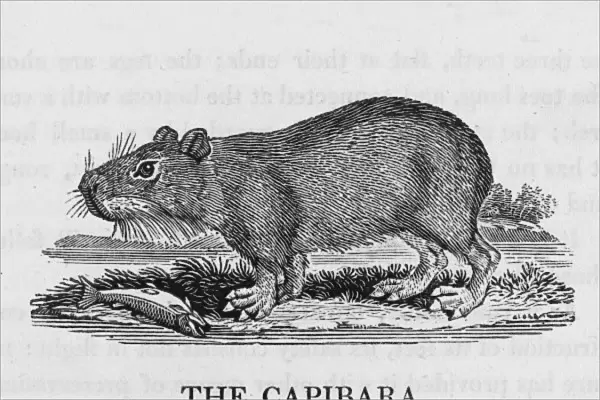 Capybara (Bewick)