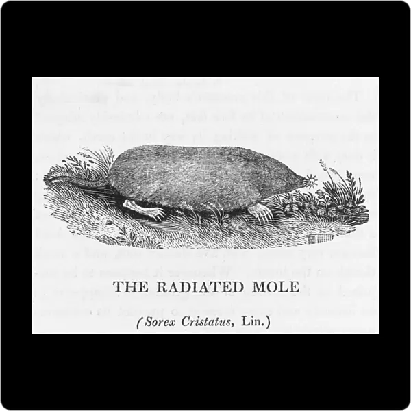 Radiated Mole (Bewick)